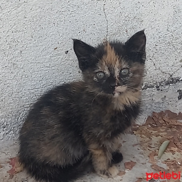 Tekir Kedi, Kedi  Minnoş fotoğrafı