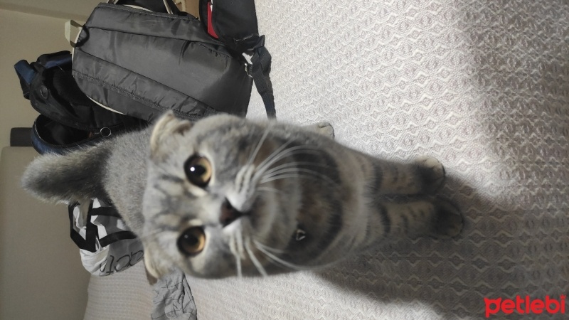 Scottish Fold, Kedi  Duman fotoğrafı