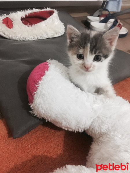 Tekir Kedi, Kedi  Mia fotoğrafı