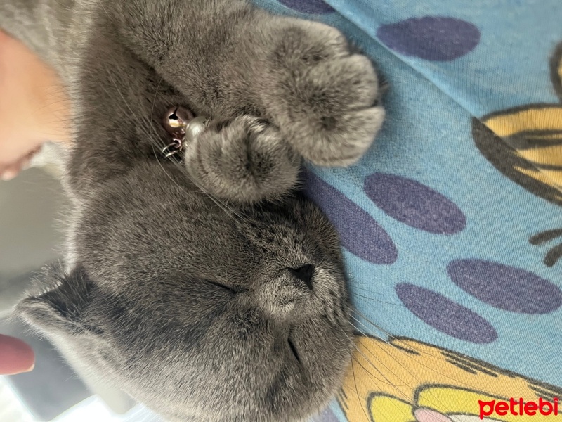 Scottish Fold, Kedi  Mırmırsu fotoğrafı