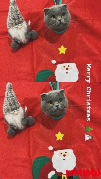 Scottish Fold, Kedi  Mırmırsu fotoğrafı