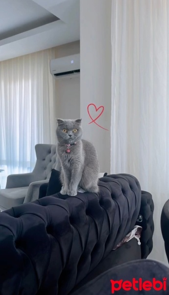 Scottish Fold, Kedi  Mırmırsu fotoğrafı