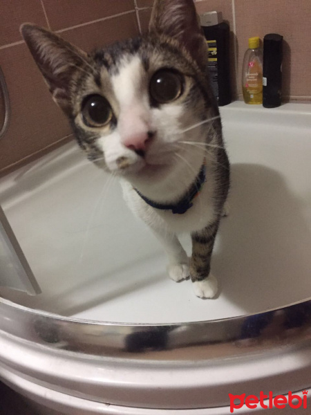 Tekir Kedi, Kedi  Fıstık fotoğrafı