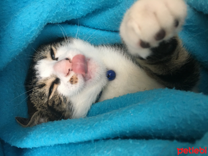 Tekir Kedi, Kedi  Fıstık fotoğrafı