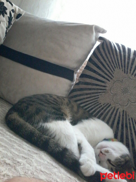 Tekir Kedi, Kedi  Fıstık fotoğrafı