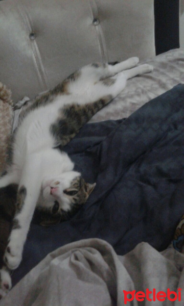 Tekir Kedi, Kedi  Fıstık fotoğrafı