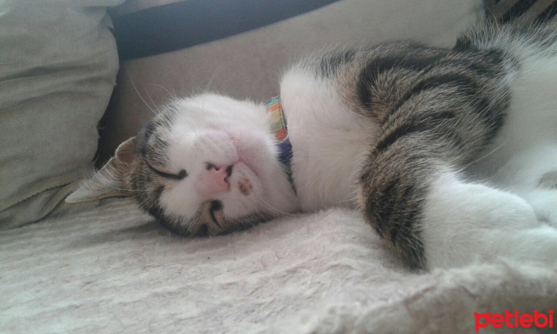 Tekir Kedi, Kedi  Fıstık fotoğrafı