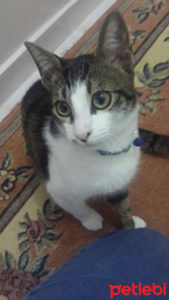 Tekir Kedi, Kedi  Fıstık fotoğrafı