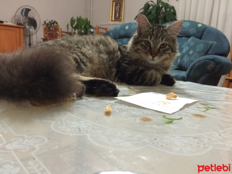 Tekir Kedi, Kedi  Tosunpaşa fotoğrafı