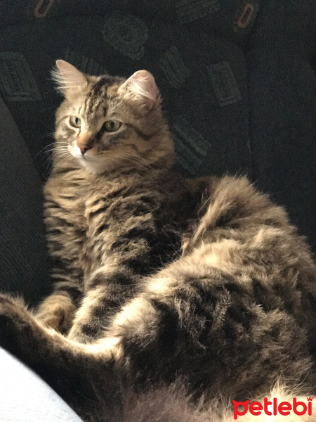 Tekir Kedi, Kedi  Tosunpaşa fotoğrafı