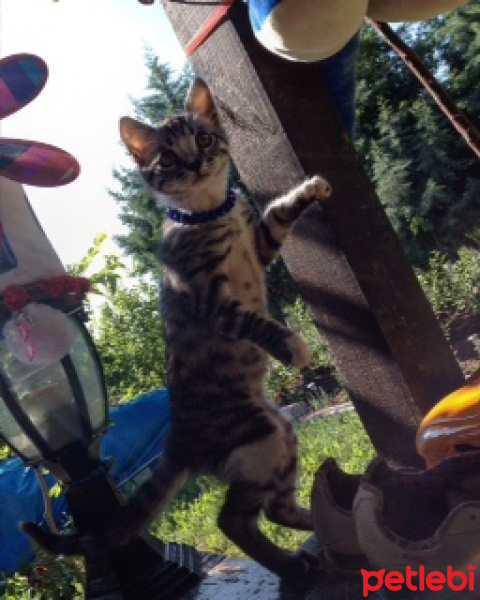 Tekir Kedi, Kedi  PRENSES SOFİA fotoğrafı