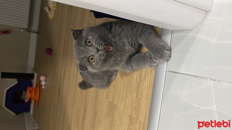 Scottish Fold, Kedi  Molly fotoğrafı