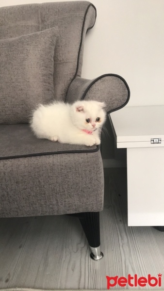 Scottish Fold, Kedi  Pamuk fotoğrafı