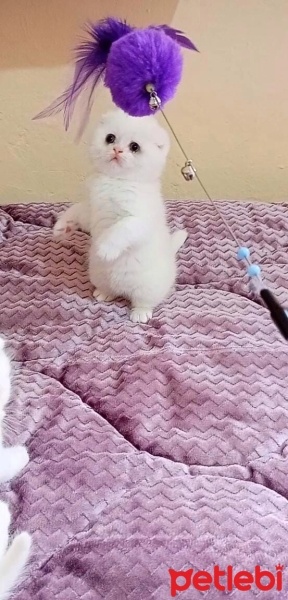 Scottish Fold, Kedi  Pamuk fotoğrafı