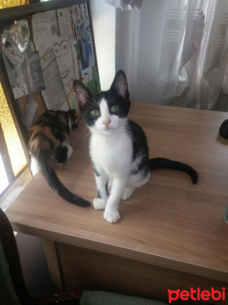 Soke, Kedi  tuzluk fotoğrafı