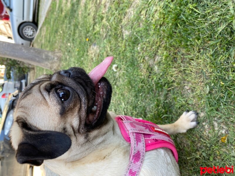 Pug, Köpek  Rita fotoğrafı