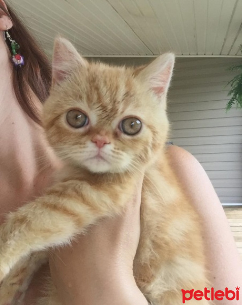 Exotic Shorthair, Kedi  Asta fotoğrafı