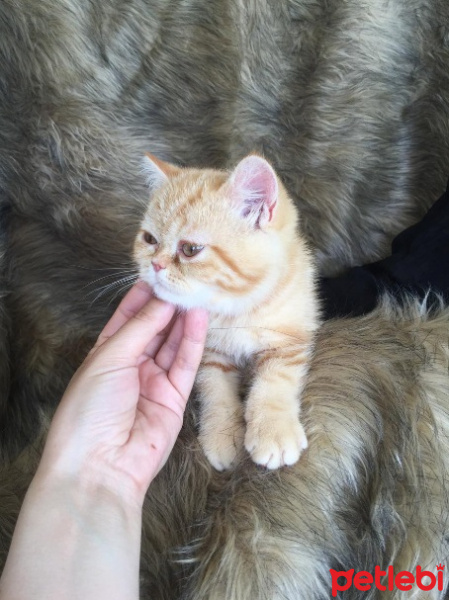 Exotic Shorthair, Kedi  Asta fotoğrafı