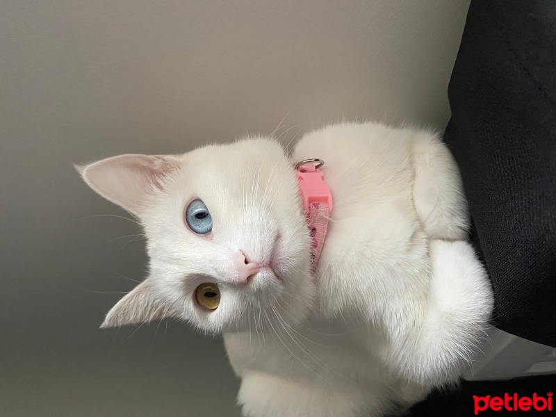 Van Kedisi, Kedi  Pamuk fotoğrafı