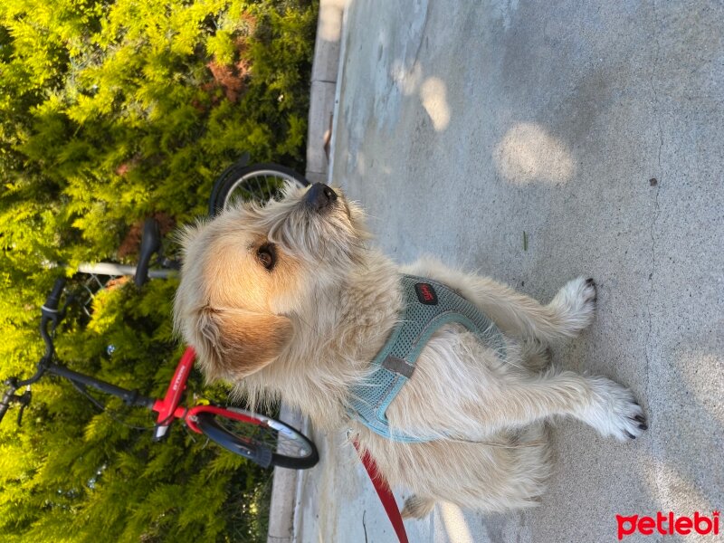 İskoç Terrier, Köpek  Zeytin fotoğrafı