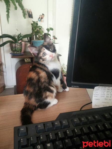 Soke, Kedi  mino fotoğrafı