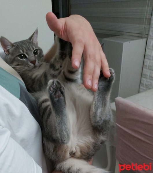 Tekir Kedi, Kedi  Sultan fotoğrafı