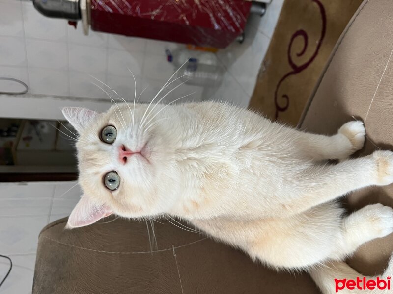 Scottish Fold, Kedi  Boncuk fotoğrafı