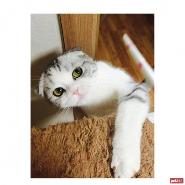 Scottish Fold, Kedi  prenses fotoğrafı