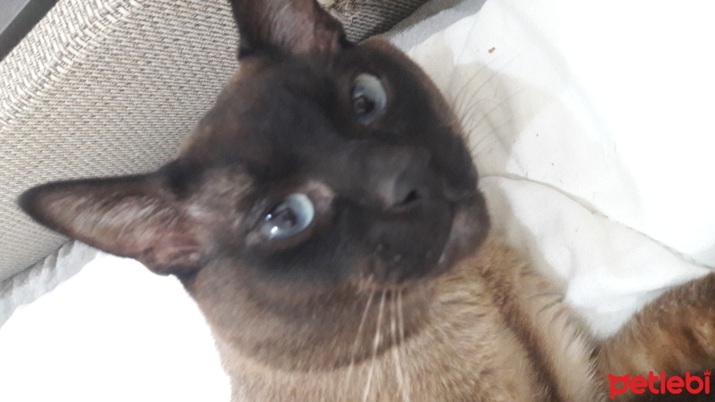 Siyam Kedisi, Kedi  Mavi fotoğrafı