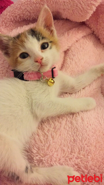 Tekir Kedi, Kedi  LollyCookie fotoğrafı