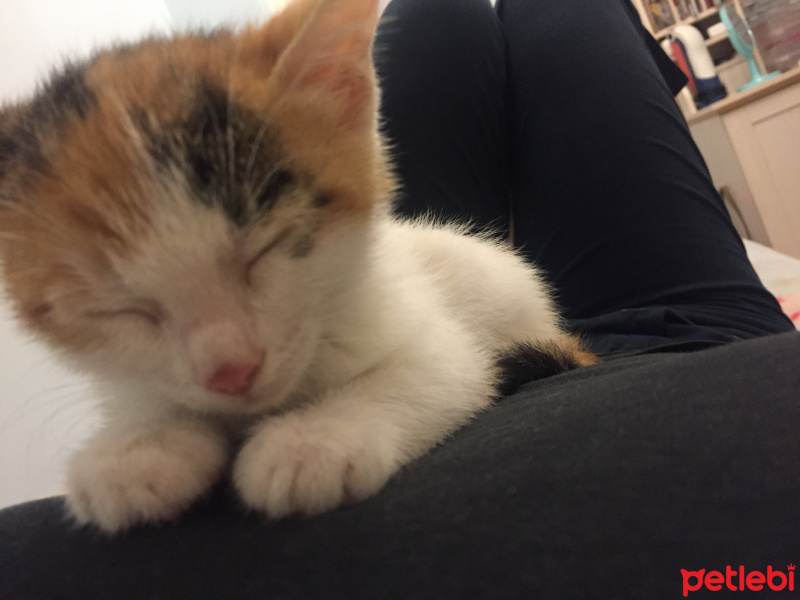 Tekir Kedi, Kedi  LollyCookie fotoğrafı