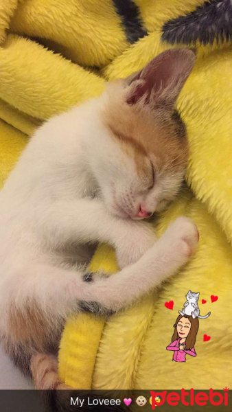 Tekir Kedi, Kedi  LollyCookie fotoğrafı