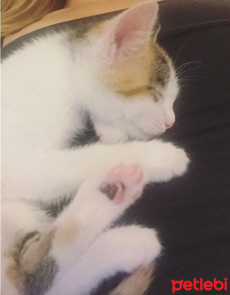Tekir Kedi, Kedi  LollyCookie fotoğrafı