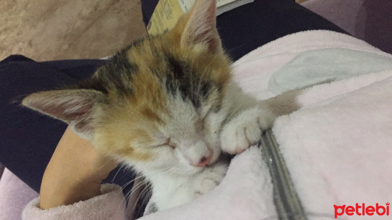 Tekir Kedi, Kedi  LollyCookie fotoğrafı