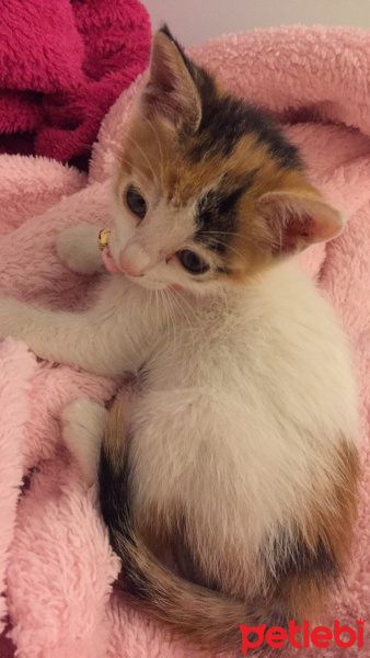 Tekir Kedi, Kedi  LollyCookie fotoğrafı