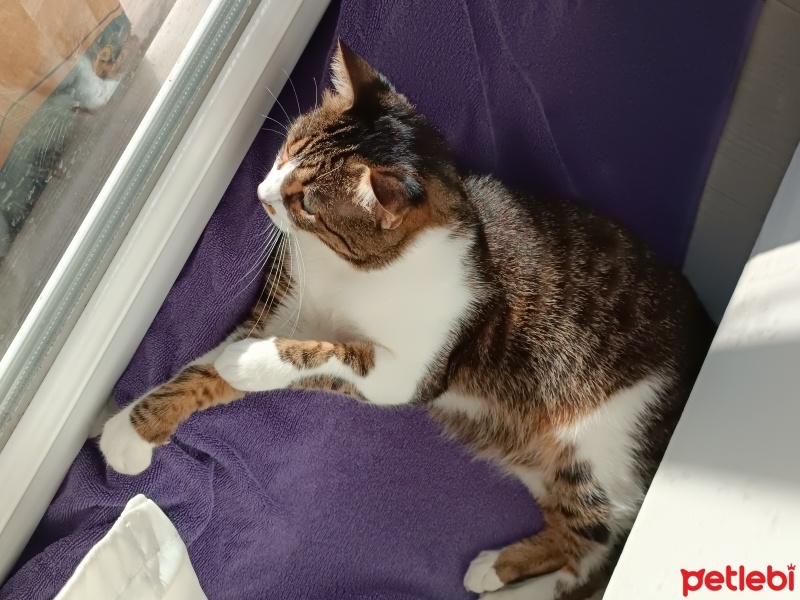 Tekir Kedi, Kedi  Mercan fotoğrafı