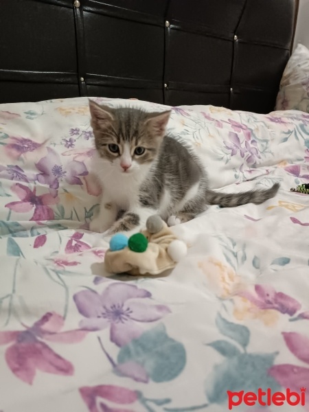 Tekir Kedi, Kedi  Bulut fotoğrafı