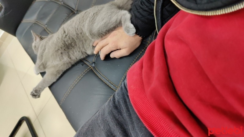 British Shorthair, Kedi  Luna fotoğrafı