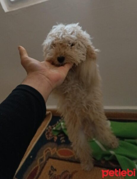 Maltese, Köpek  Tarçın fotoğrafı