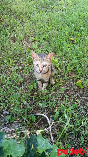 Tekir Kedi, Kedi  patapat fotoğrafı