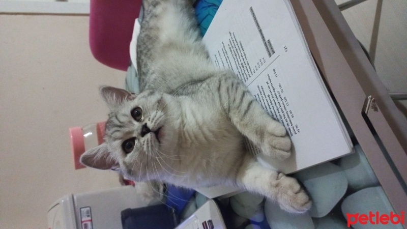 Scottish Fold, Kedi  Yumak fotoğrafı