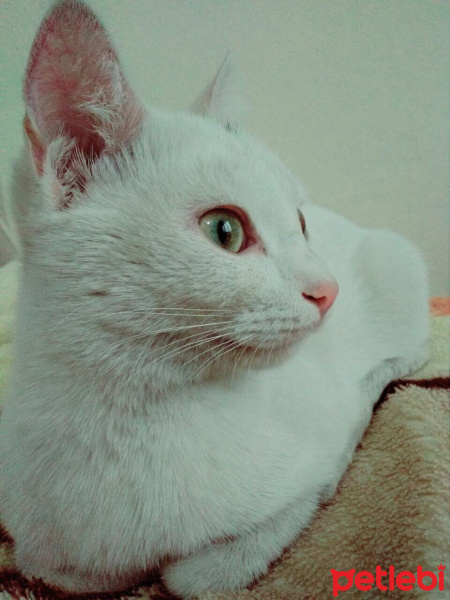 Van Kedisi, Kedi  Arya  fotoğrafı