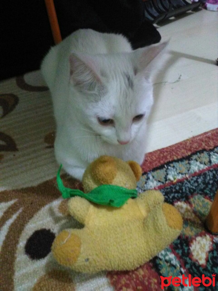 Van Kedisi, Kedi  Arya  fotoğrafı