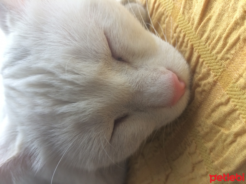 Van Kedisi, Kedi  Arya  fotoğrafı