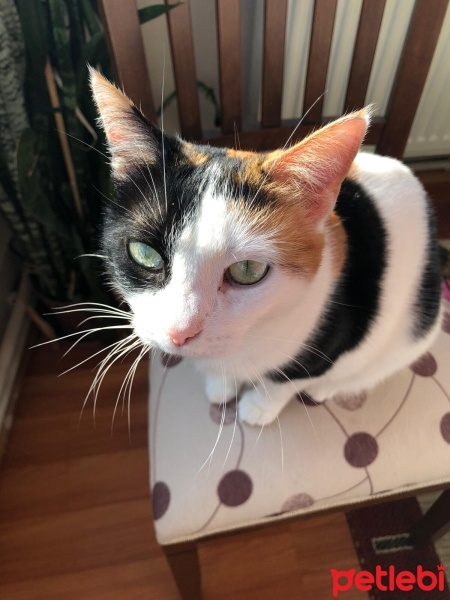 Tekir Kedi, Kedi  Benekli Ponçik fotoğrafı