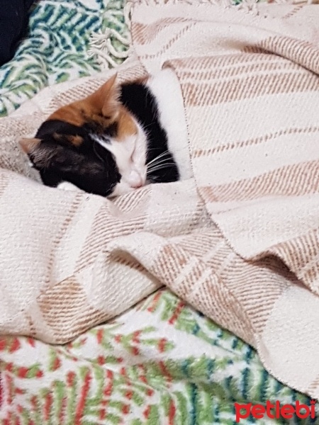 Tekir Kedi, Kedi  Benekli Ponçik fotoğrafı