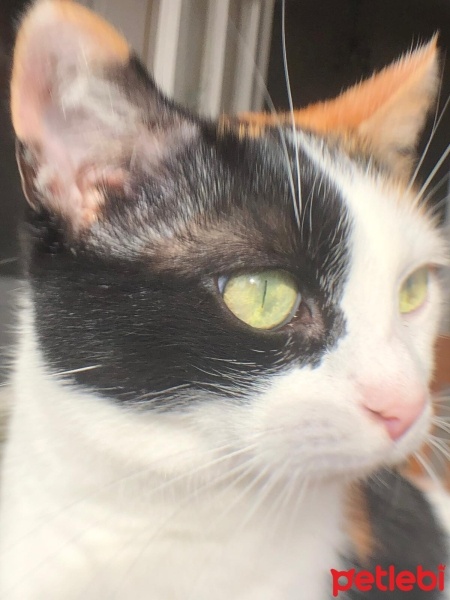 Tekir Kedi, Kedi  Benekli Ponçik fotoğrafı
