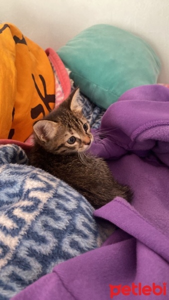 Tekir Kedi, Kedi  Düdük Şükrü fotoğrafı