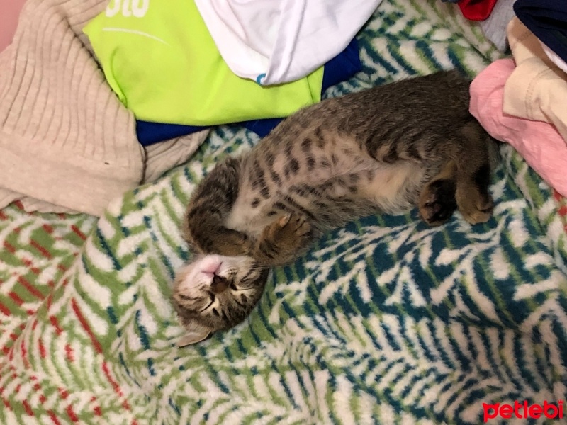 Tekir Kedi, Kedi  Düdük Şükrü fotoğrafı