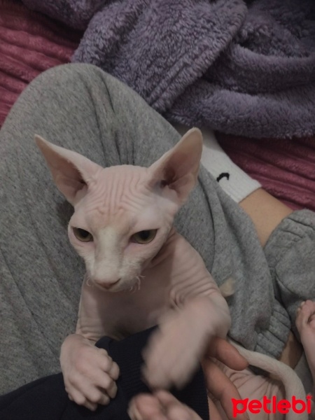 Sphynx, Kedi  jack fotoğrafı